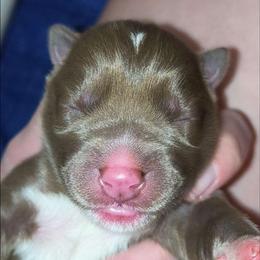 Rebella - Red and white female Siberian Husky puppy in Richland, Mississippi from Feazell’s Siberian Huskies