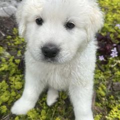 Border Collies and Maremma Sheepdogs from Sweet Clover Creek Farm