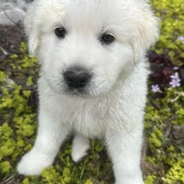 Border Collies and Maremma Sheepdogs from Sweet Clover Creek Farm