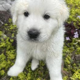 Border Collies and Maremma Sheepdogs from Sweet Clover Creek Farm
