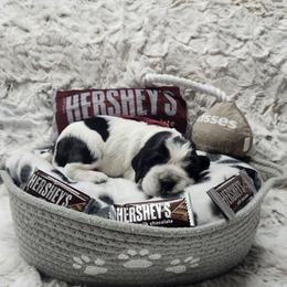 Hershey's - Black and white female English Springer Spaniel puppy in Westover, Maryland from Sterling's springer Haven