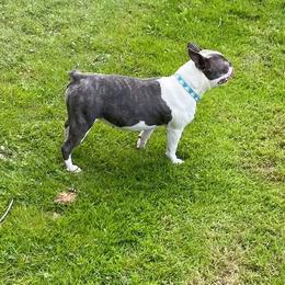 Pip - Blue female Boston Terrier puppy in Huntington, West Virginia from AKC Moonshine Valley Boston Terriers