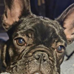 French Bulldogs from Aalachian Frenchies
