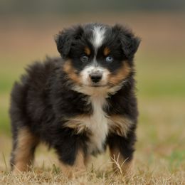Hector - Black tri male Miniature Australian Shepherd puppy in Hartman, Arkansas from Southern Edition Aussies