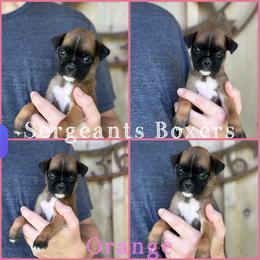 Orange - Fawn female Boxer puppy in Madisonville, Texas from Sergeant's Boxers