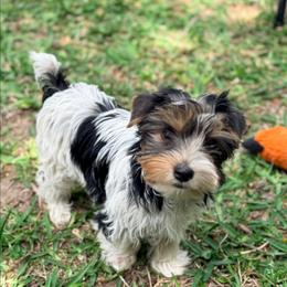Boy 3 - Parti male Yorkshire Terrier puppy in Jacksonville, Arkansas from Royal Yorkie Terrier