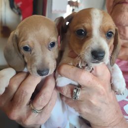 Dachshunds from King’s K-9 Kingdom