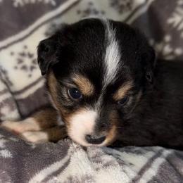 Navy - Black tri female Miniature Australian Shepherd puppy in Bogata, Texas from Maple Creek Run