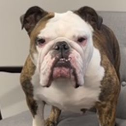 Bulldogs from Teddy Bear Bulldogs