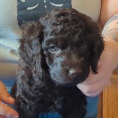 Bianca - Irish Water Spaniel puppy from Coltsfoot