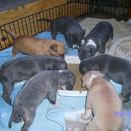 American Pit Bull Terrier Puppies from Kaotic APBTs