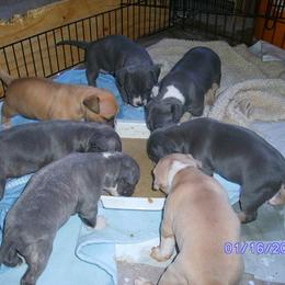 American Pit Bull Terrier Puppies from Kaotic APBTs
