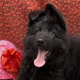 Purple collar - Black female German Shepherd puppy in Aledo, Texas from OakSong German Shepherd Dogs