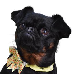 Ryha - Brussels Griffon