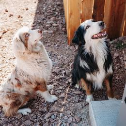 Honey - Miniature American Shepherd