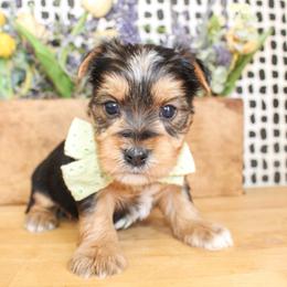 Boone - Black and tan male Yorkshire Terrier puppy in Hugo, Oklahoma from Ann R.