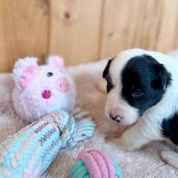 Nova - Black and white female Border Collie puppy in Owenton, Kentucky from Three16 Ranch