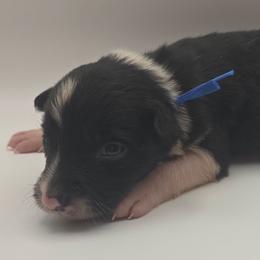 Blue - Black and white male Border Collie puppy in Itasca, Texas from KMA Ranch