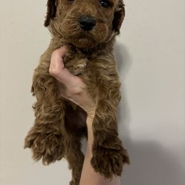 Poodle Puppies from Lady Mae's Standard Poodles