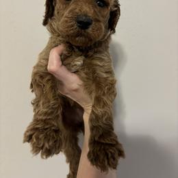Poodle Puppies from Lady Mae's Standard Poodles