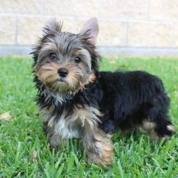 Neko - Black and tan male Yorkshire Terrier puppy in Eastland, Texas from Peach Yorkies