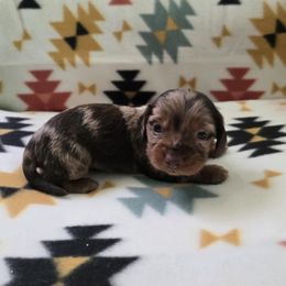 Dachshund Puppies from Grecian Kennel