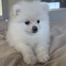 Pomeranians from Pomeranian Puppies