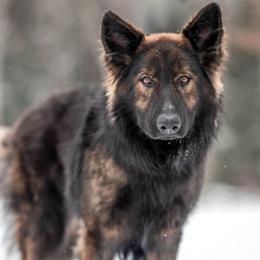 German Shepherd puppies from Vom Rindahaus Shepherds