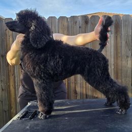 Sassy - Black Poodle puppy in Patterson, California from Paterson Poodles