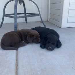 "Males" Labrador Retriever Puppies from Cozy Acres Farm Labradors