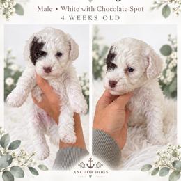 S n o o p y   ( Poochon teddy bear ) - male Cavapoochon puppy in Hooper, Utah from Anchor Dogs
