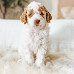 Echo - Parti male Poodle puppy in Queen Creek, Arizona from Reverie Poodles