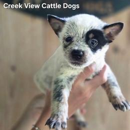 Boy 2 - Blue male Australian Cattle Dog puppy in Monroe, North Carolina from Creek View Cattle Dogs