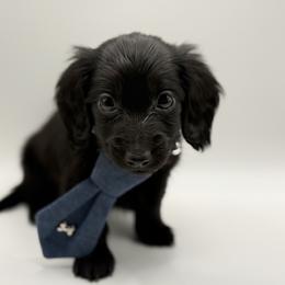 AKC Green - Black male Dachshund puppy in Bartlesville, Oklahoma from OkieDokieDox