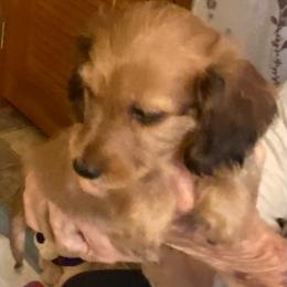 Duffy soft long wire 1850 - Red male Dachshund puppy in Elizabethtown, Kentucky from Teeny Tiny Puppy Tails