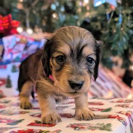 WISH - Cream female Dachshund puppy in Moscow, Idaho from Bailiwick of Gurnsey