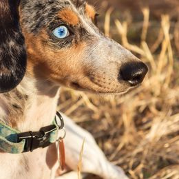 Dachshund Puppies from Over The Moon Dachshunds