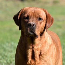 Lucy - Labrador Retriever