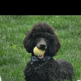 Green collar - Black male Poodle puppy in Henagar, Alabama from Windy Oak Kennels