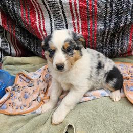 Blue merle tri - Blue merle male Miniature Australian Shepherd puppy in Park Hills, Missouri from Valintina's MAS