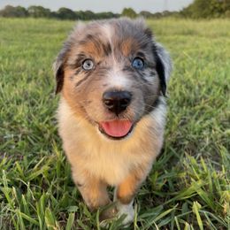 Miniature Australian Shepherd Puppies from Tin Rag Australian Shepherds