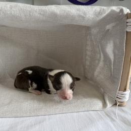 Clover - Red tri-color female Australian Shepherd puppy in Weeki Wachee, Florida from Ace of Spades Australian Shepherds