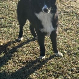 Clio - Miniature Australian Shepherd