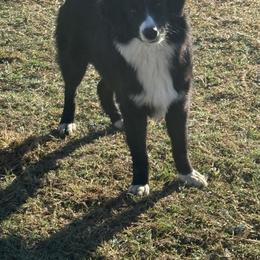Clio - Miniature Australian Shepherd