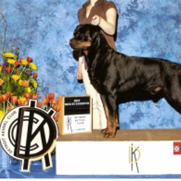 Rottweiler All Grown Up from Krafthaus Rottweilers