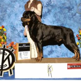 Rottweiler All Grown Up from Krafthaus Rottweilers