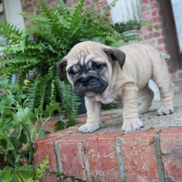 Luna - Fawn female Bulldog puppy in Ben Lomond, Arkansas from Miesha Carver's Bulldogs