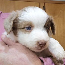 Purple - Red merle female Miniature Australian Shepherd puppy in Cedar Creek, Texas from Rowdy Ranch Tx