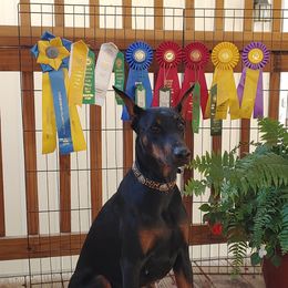 Sansa - Doberman Pinscher