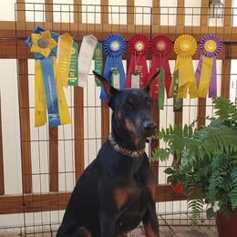 Sansa - Doberman Pinscher
